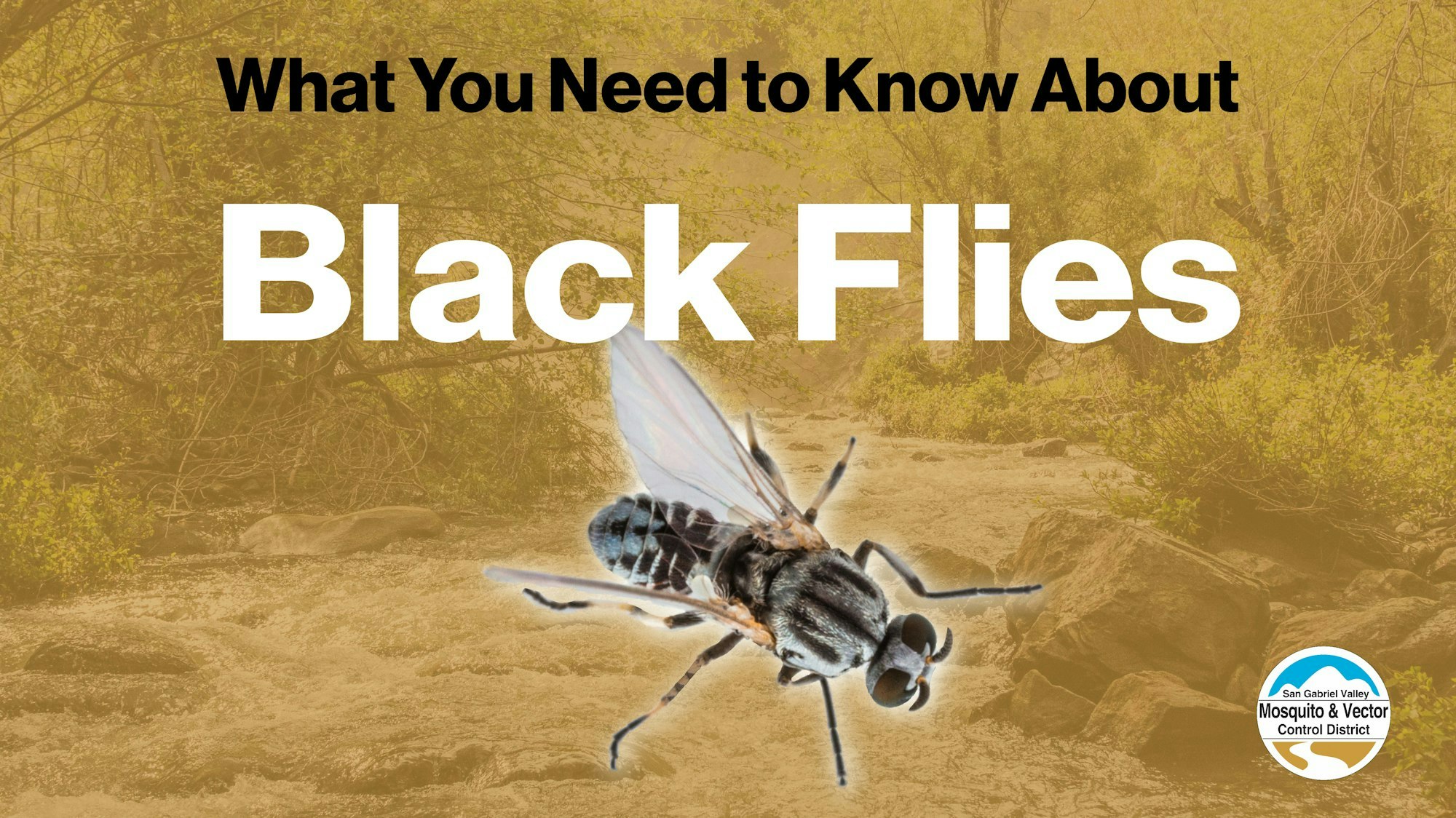 The image highlights essential information about black flies, featuring a photo of a black fly against a natural background.