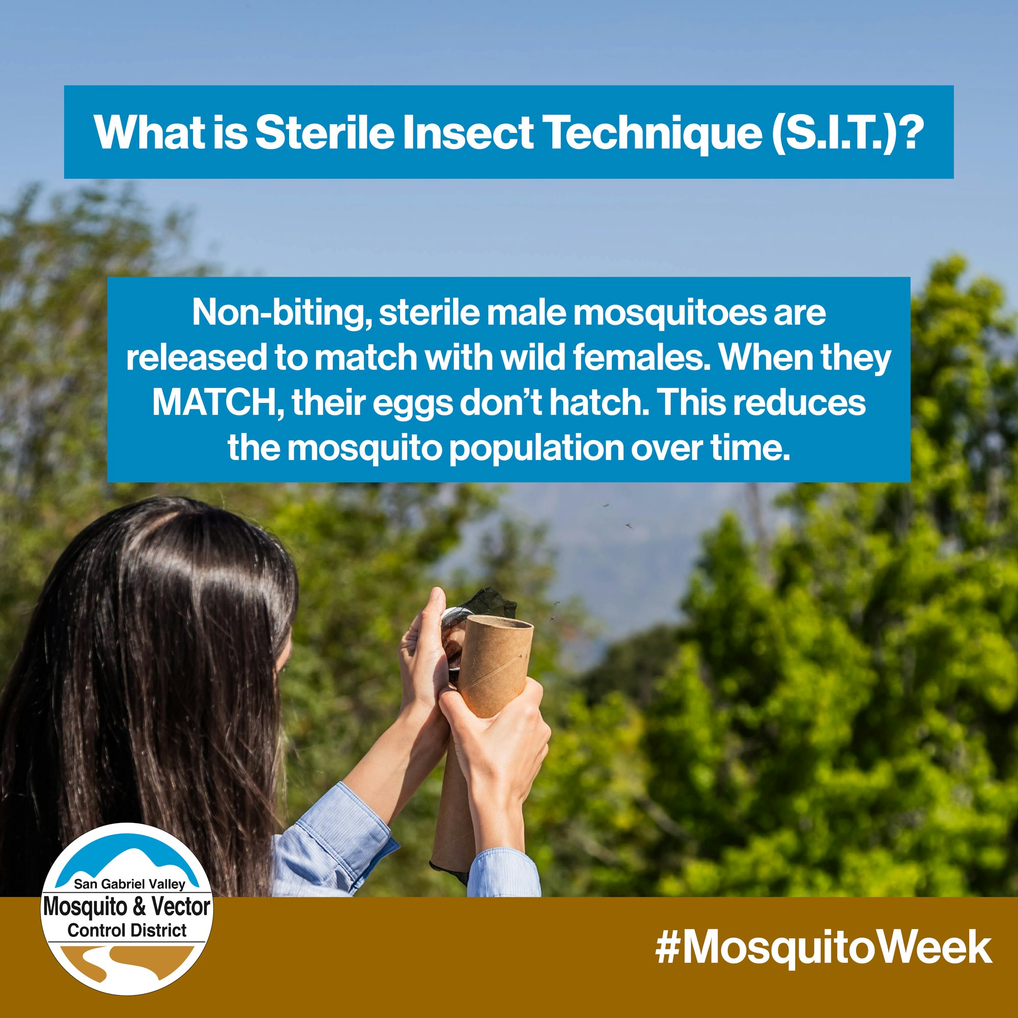 A person releases sterile male mosquitoes to reduce population by preventing egg hatching. #MosquitoWeek