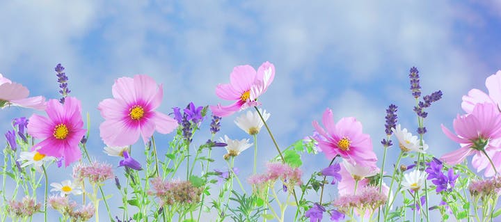 May contain: spring, plant, blossom, flower, aster, and purple