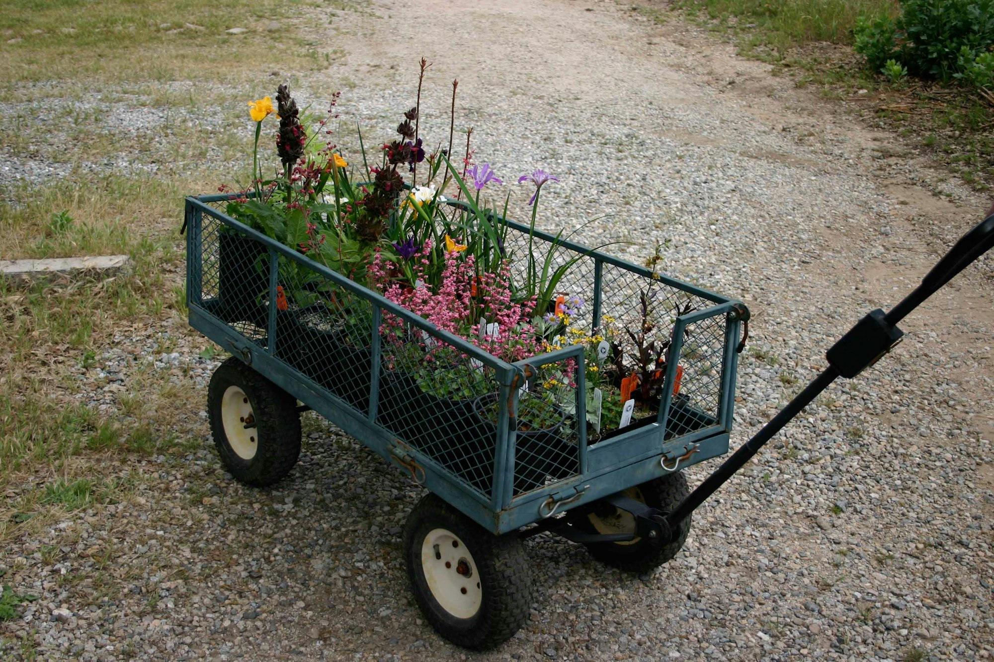 California native plants reduce invasive Aedes mosquito bites and disease risks