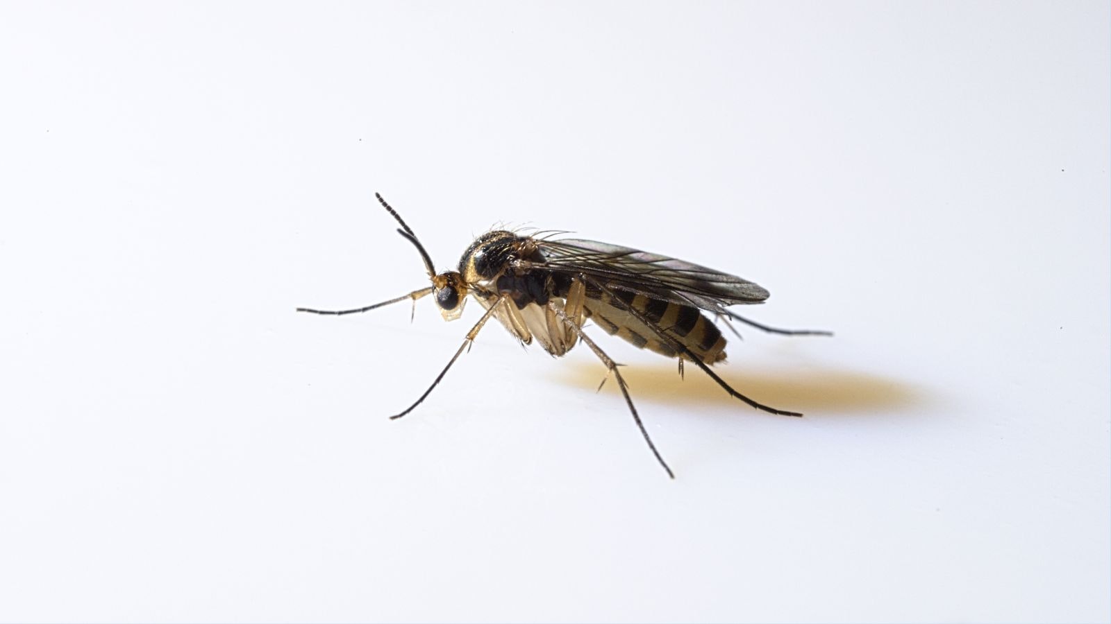 A close-up of a mosquito on a white background.