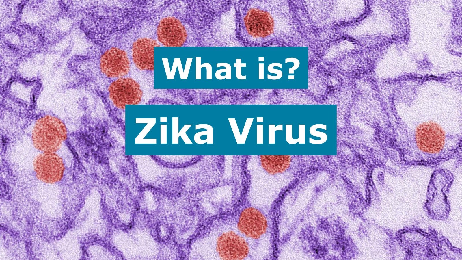 Microscopic view of the Zika virus with text "What is? Zika Virus".
