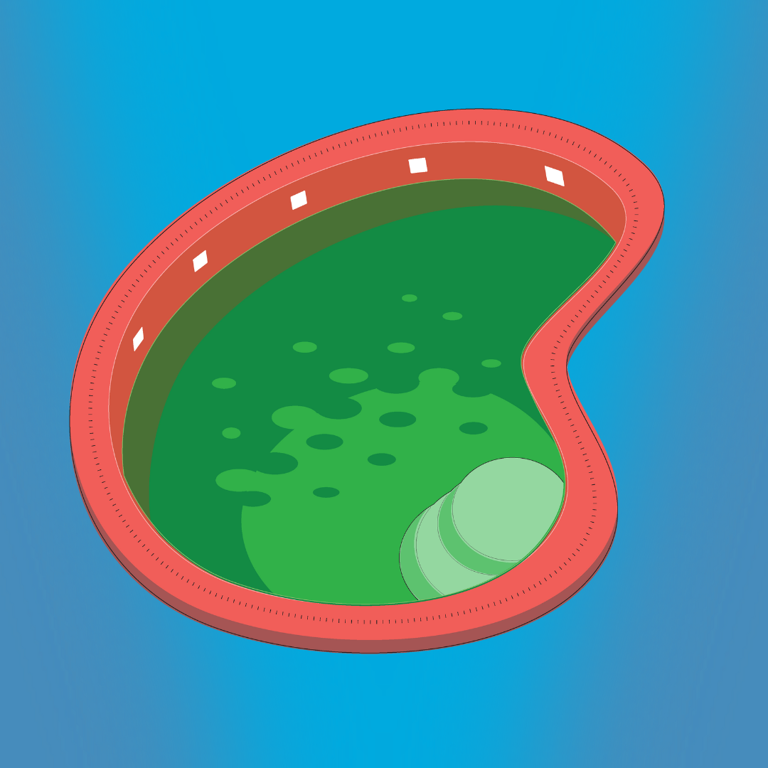 A stylized illustration of a biological cell undergoing cytokinesis, depicted in red and green, against a blue background.