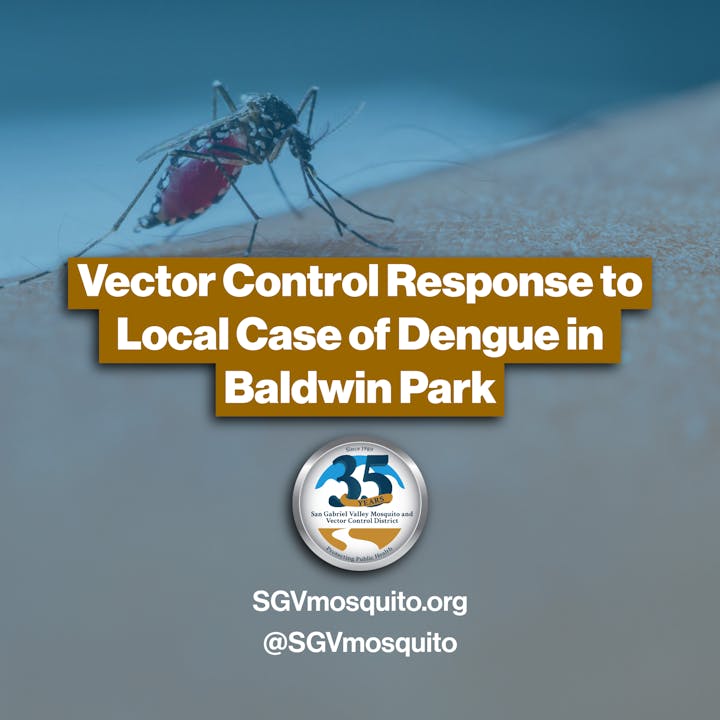 A mosquito biting skin, with text about local Dengue control response in Baldwin Park.