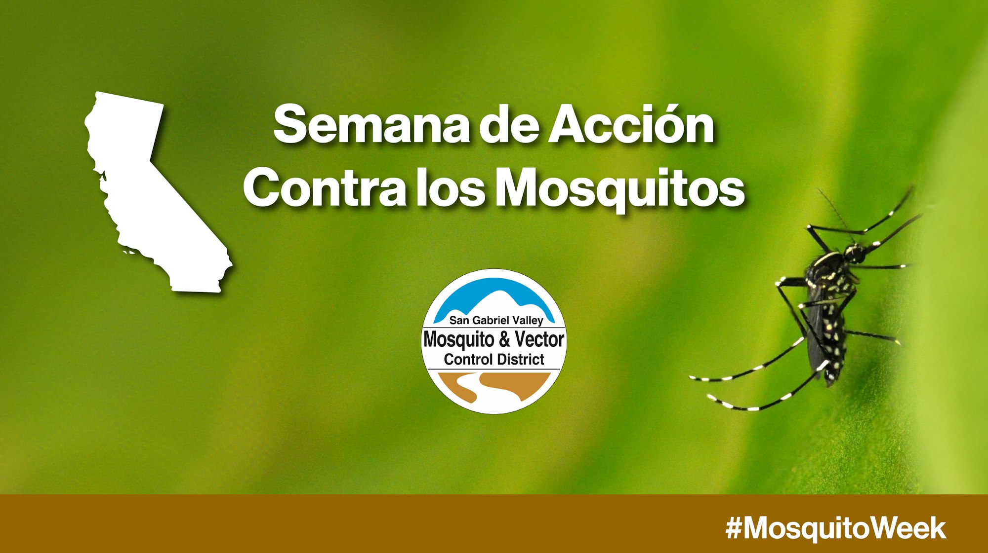 Semana de Acción Contra los Mosquitos promotion by San Gabriel Valley Mosquito & Vector Control District, with a mosquito image.