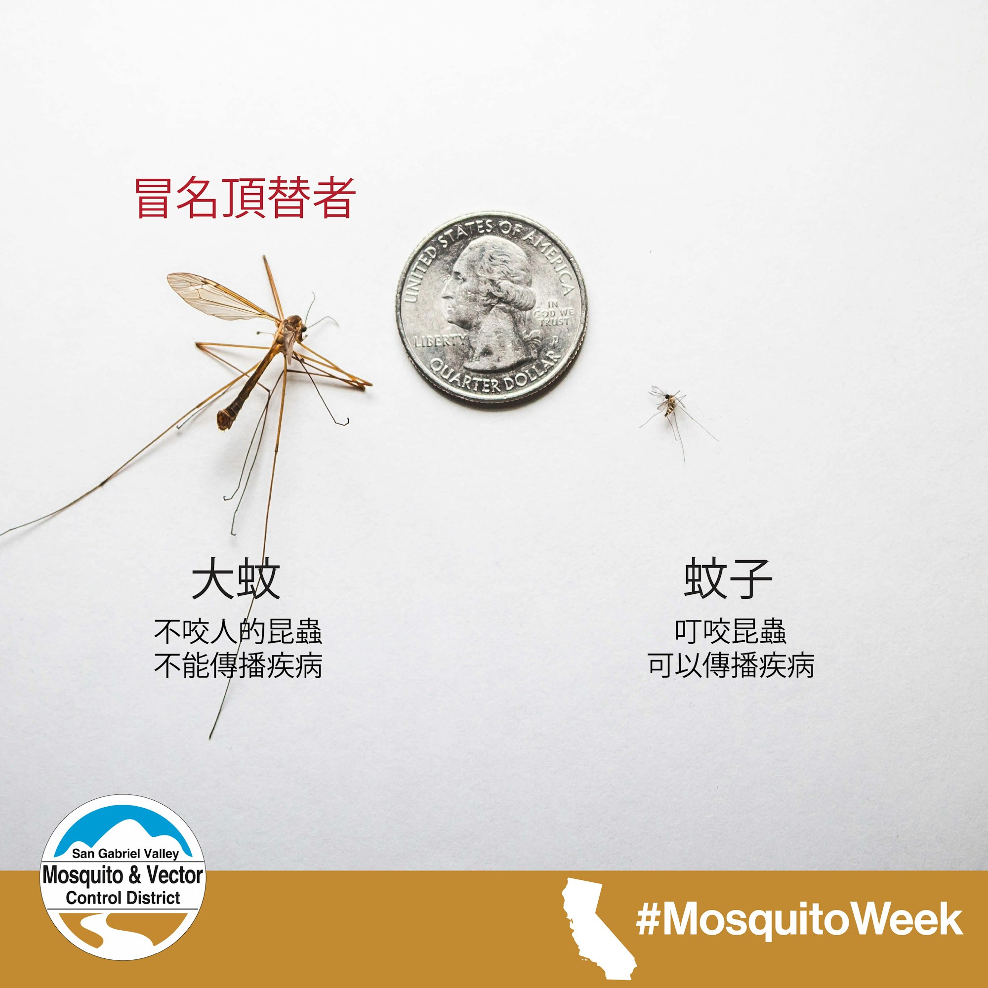 A crane fly, a mosquito, and a quarter for size comparison, with Chinese text and #MosquitoWeek hashtag.