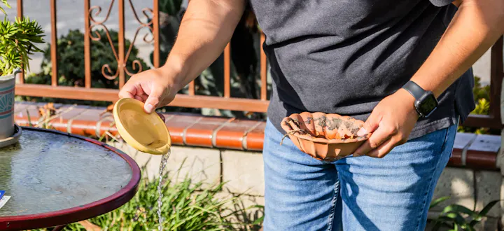 A person is watering a plant using a small dish while holding another dish that appears to have soil or debris.