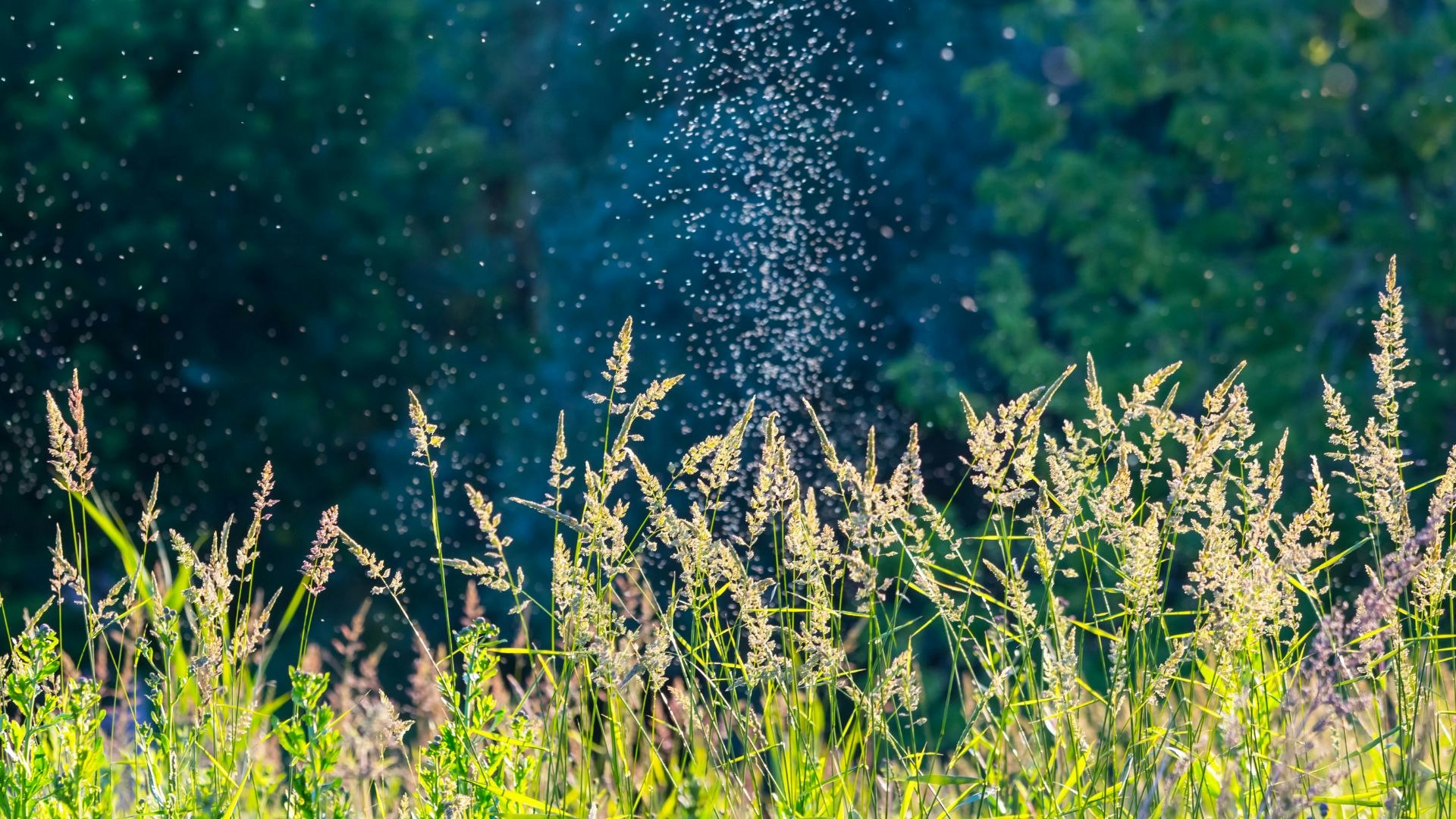 May contain: grass, plant, vegetation, field, reed, and outdoors