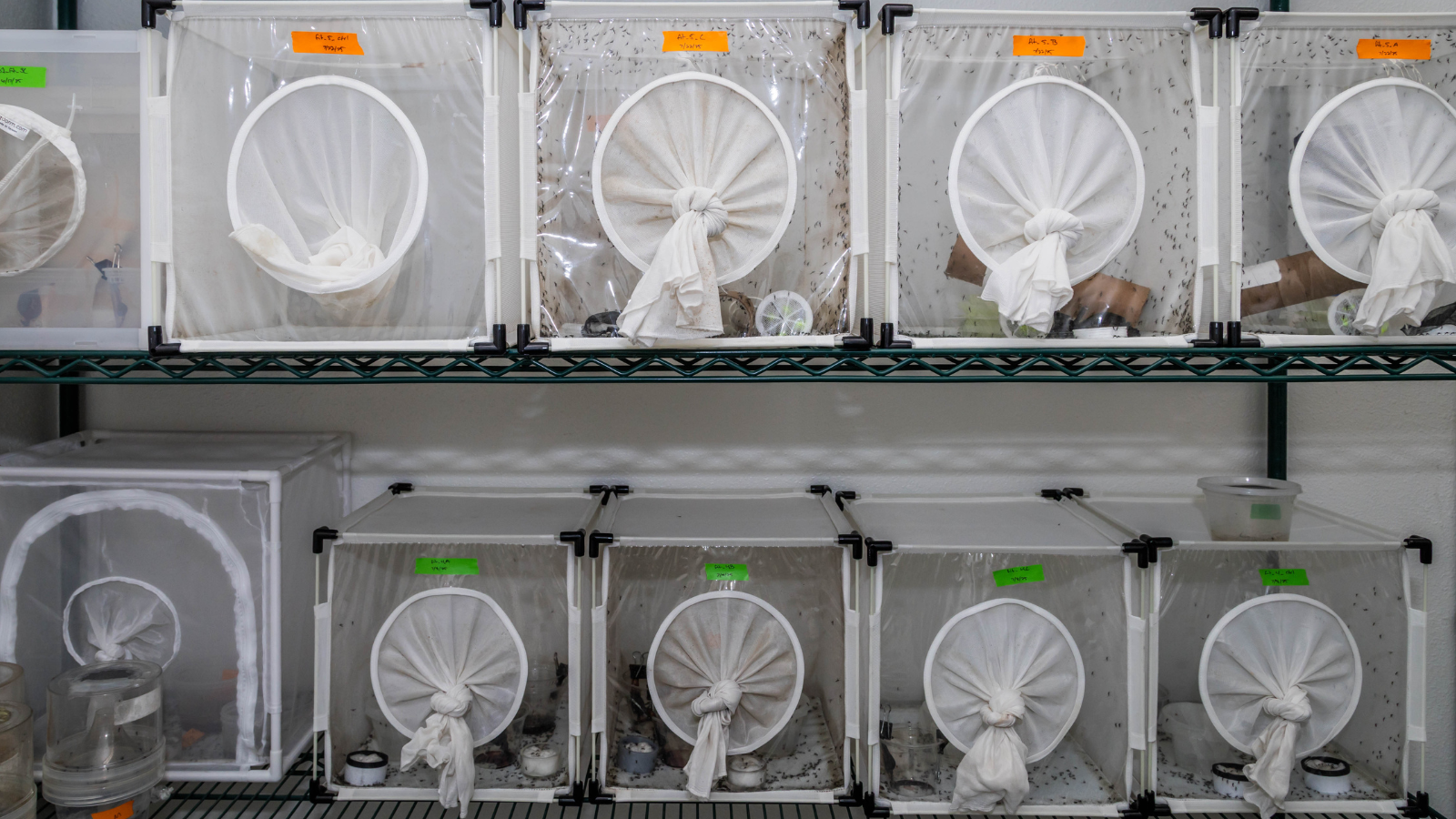 The image shows a shelf with several transparent insect containers, some containing insects and labeled with colored tags.