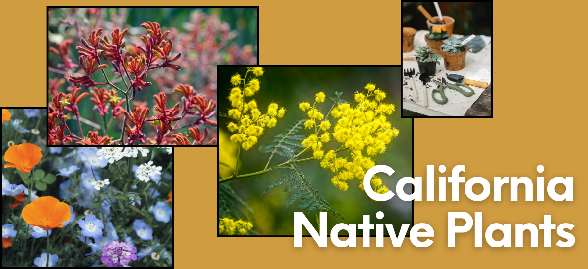 Collage of California native plants and gardening tools with the text "California Native Plants."