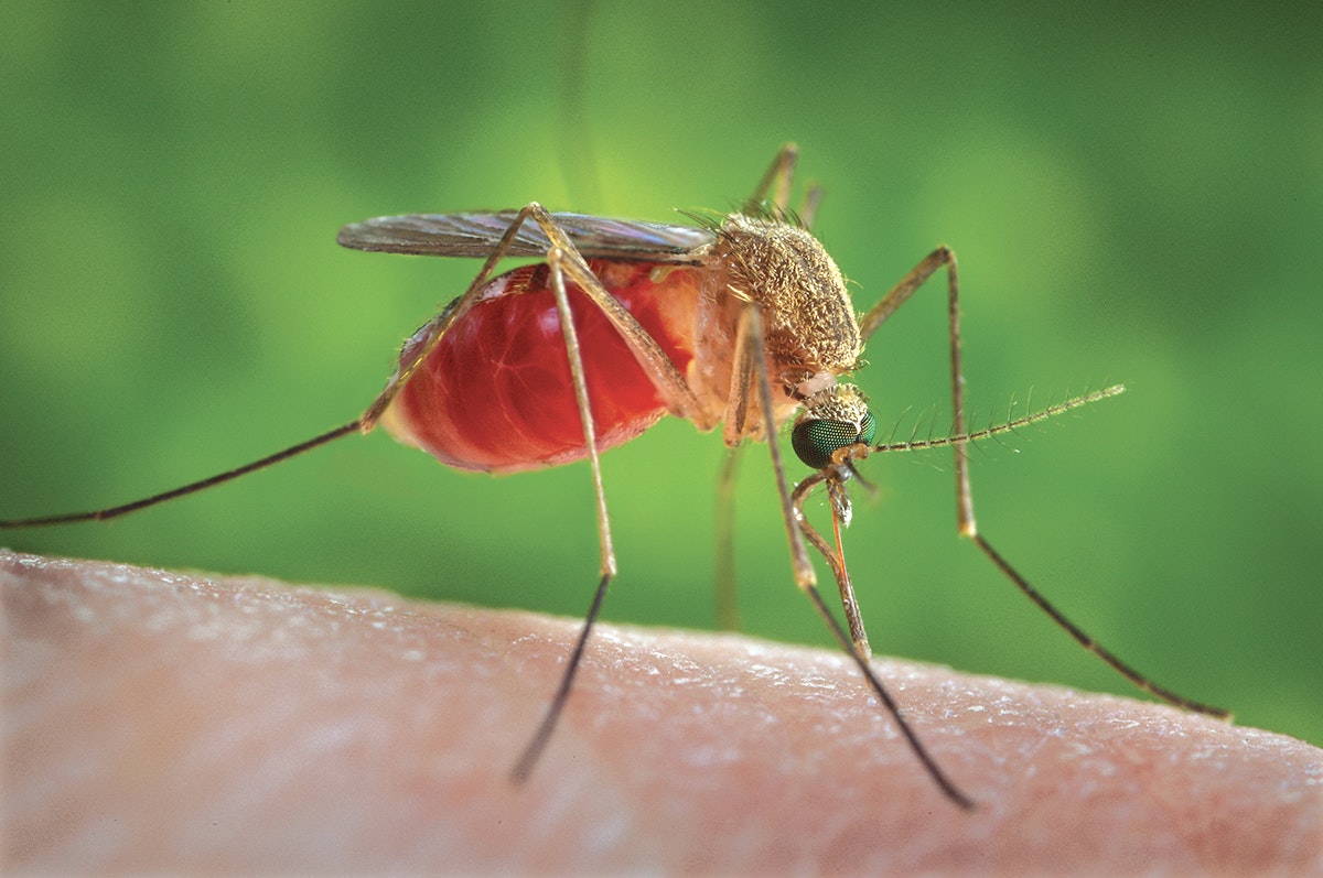 Blood feed of a Culex female mosquito, infamous transmitters of West Nile Virus