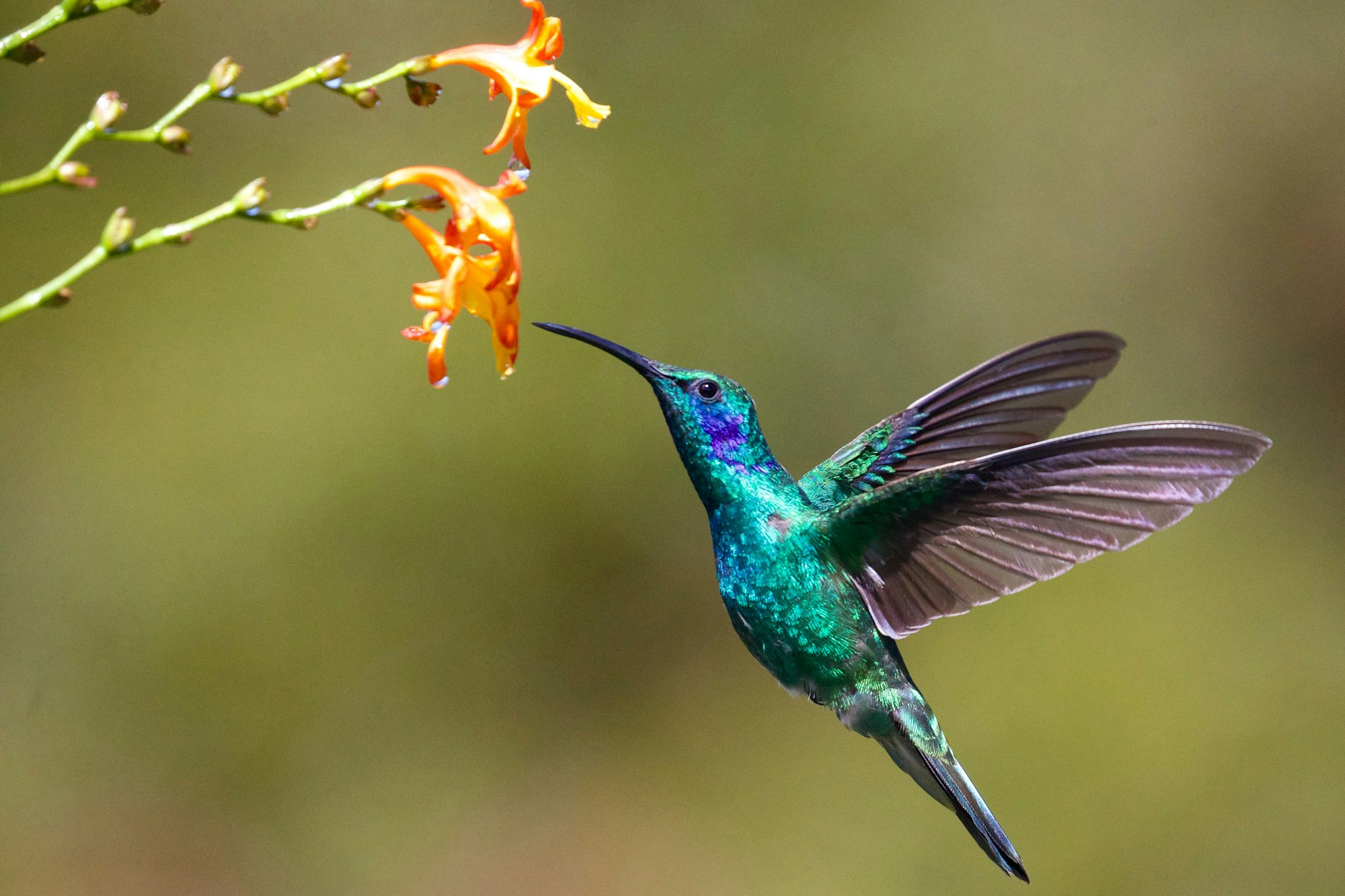 May contain: animal, bird, and hummingbird