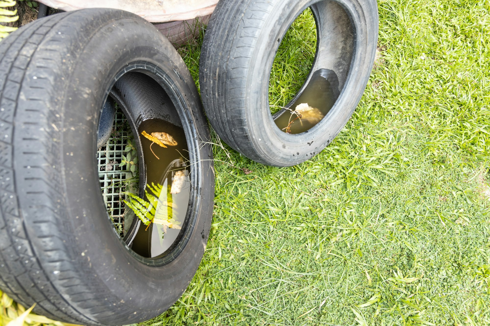 Two tires on grass, each holding rainwater with leaves floating inside.
