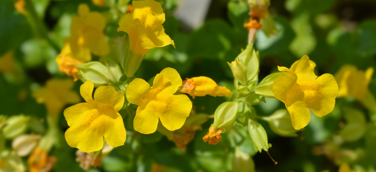 The image features vibrant yellow flowers surrounded by green foliage, showcasing a natural garden scene.