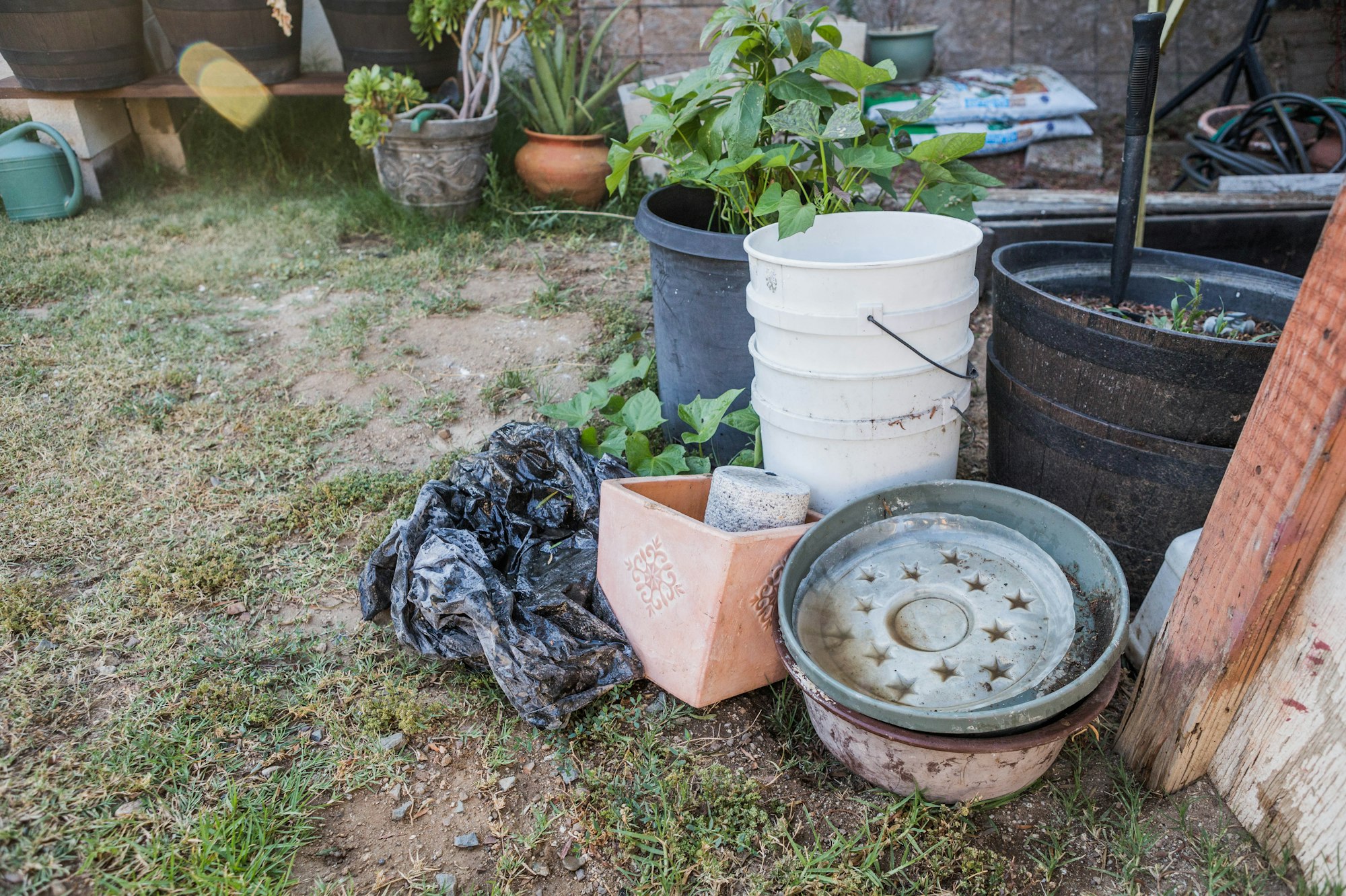 Plants, pots, buckets, a watering can, and gardening supplies on grassy ground in a garden.