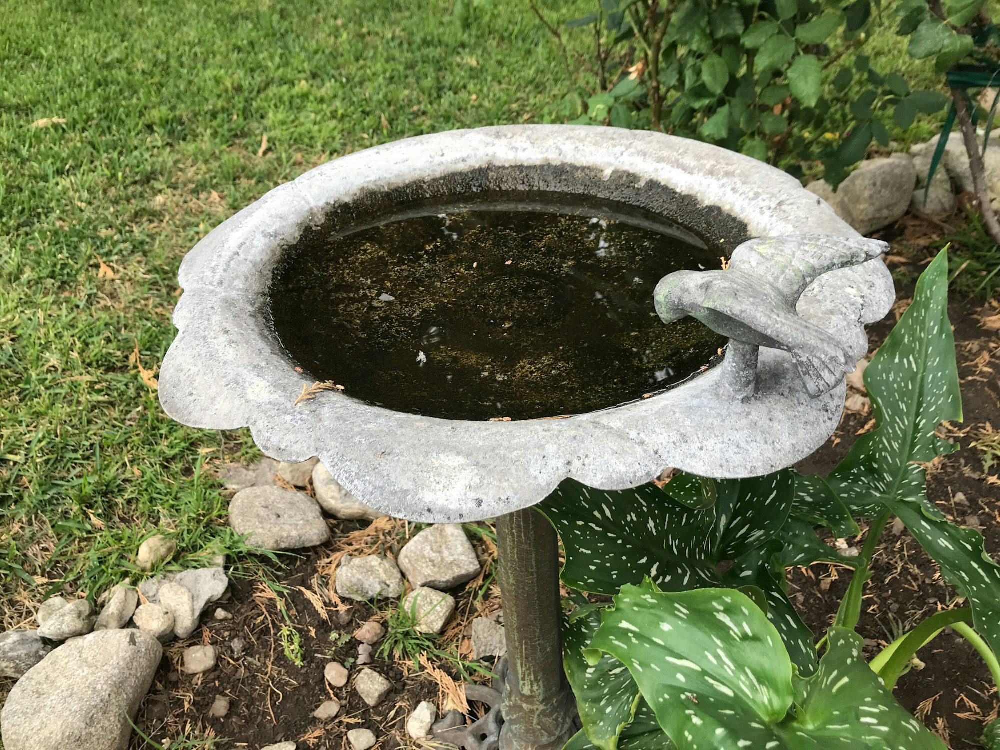 A stone bird bath with water, surrounded by plants and rocks in a garden setting.
