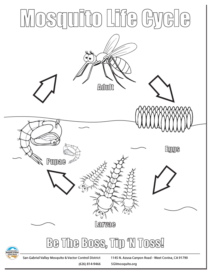 May contain: insect, animal, and invertebrate