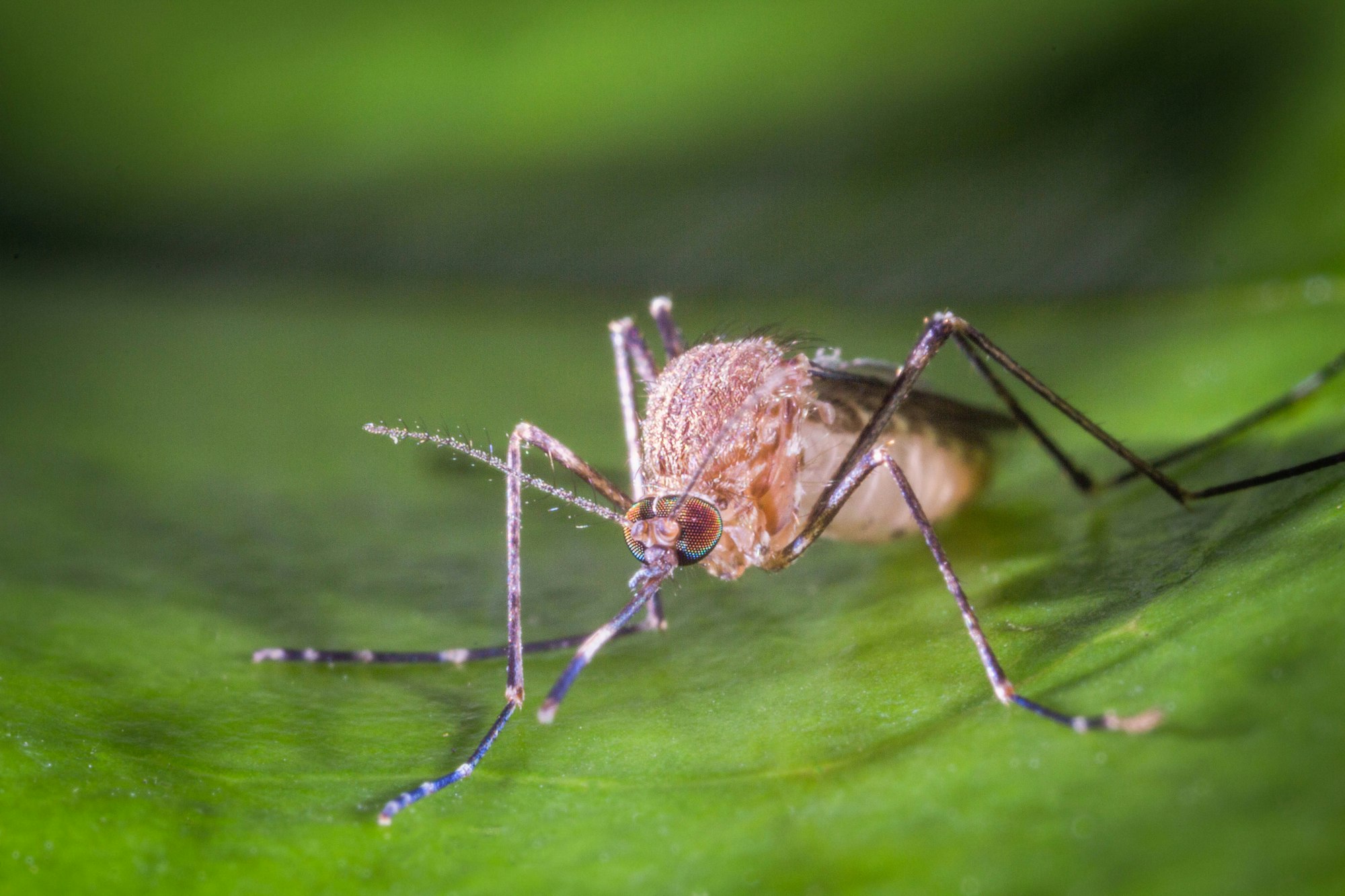 Close-up of a mosquito on a leaf.