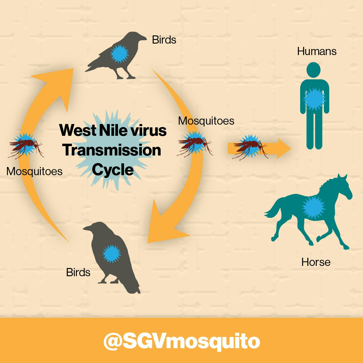 West Nile virus transmission cycle