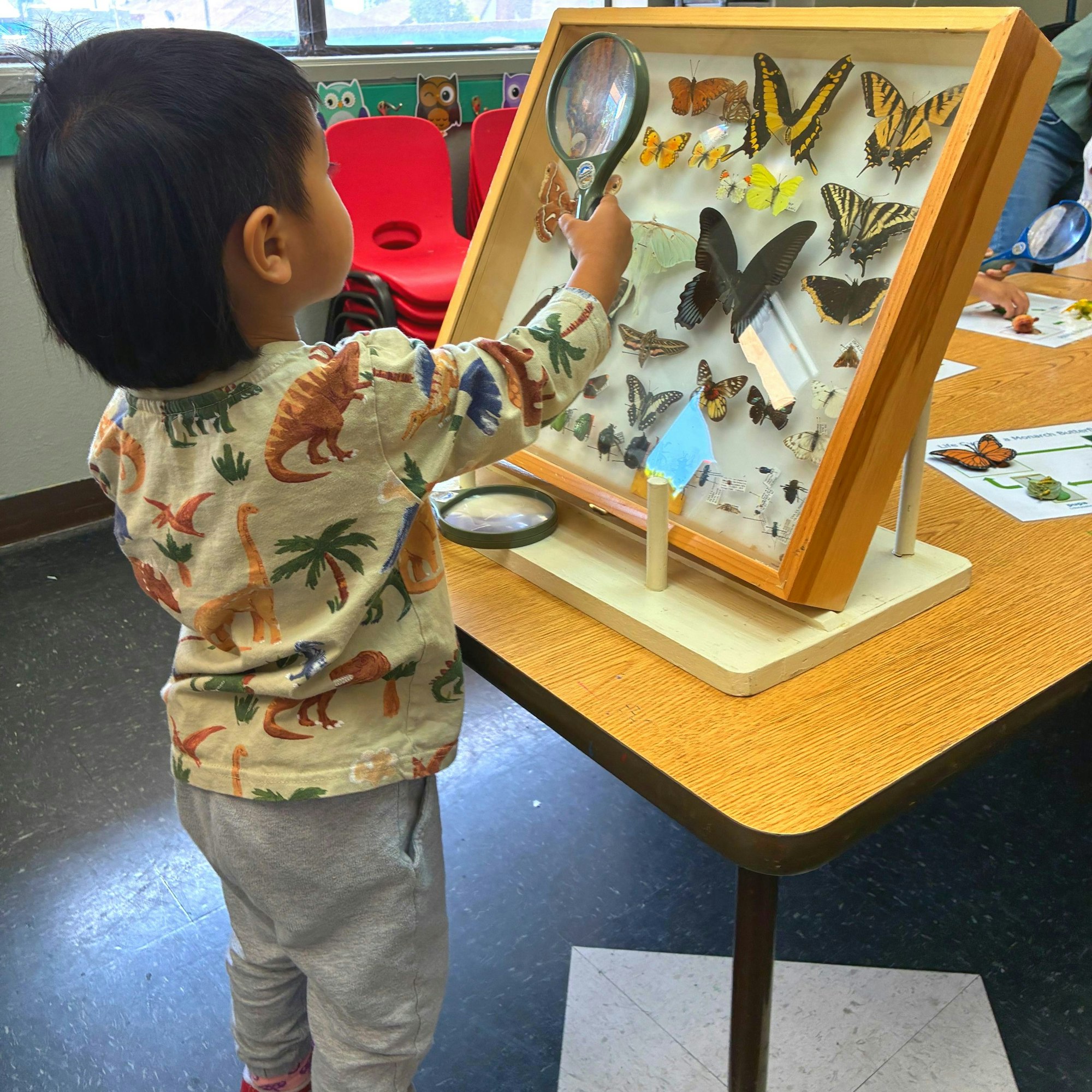 A child examines mounted butterflies using a magnifying glass in a classroom setting.