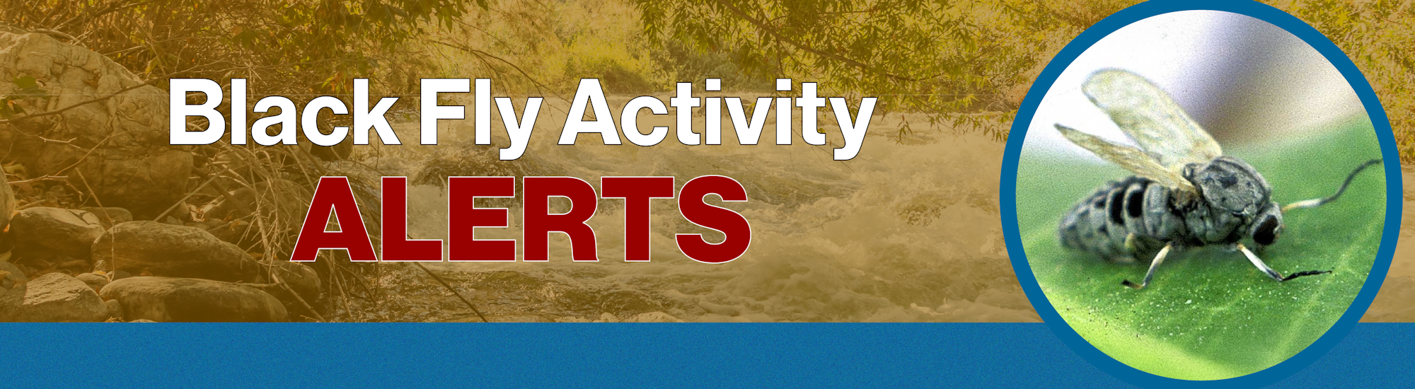 "Black Fly Activity Alerts" with an image of a black fly on a leaf.