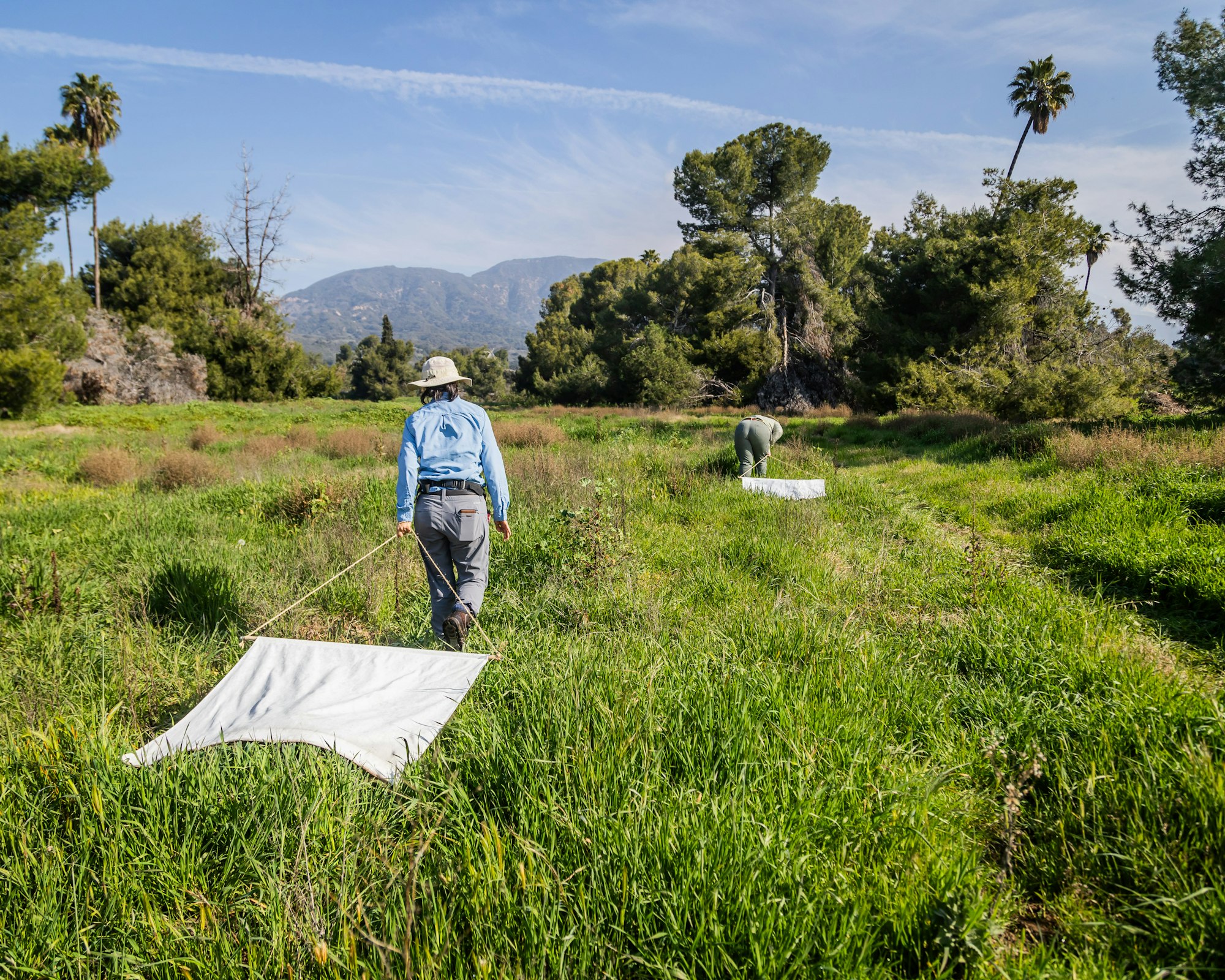 Two individuals conducting fieldwork in a grassy area with a net, surrounded by trees and a mountain backdrop.