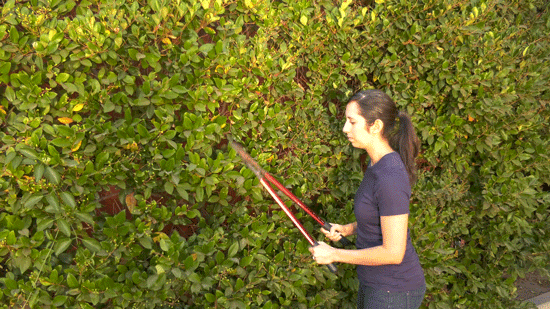 dense vegetation attracts mosquitoes