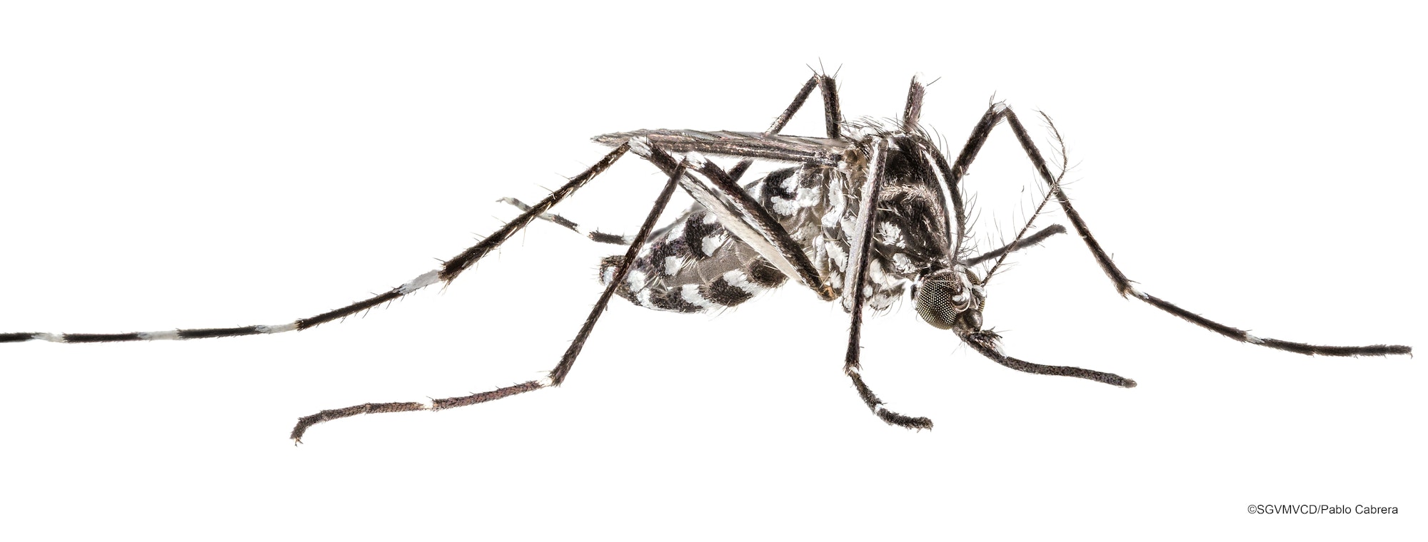 Aedes mosquito or ankle biter mosquito plaguing Southern California homes