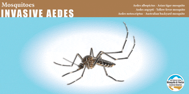 Mosquitoes invasive, logo, text, advertisement