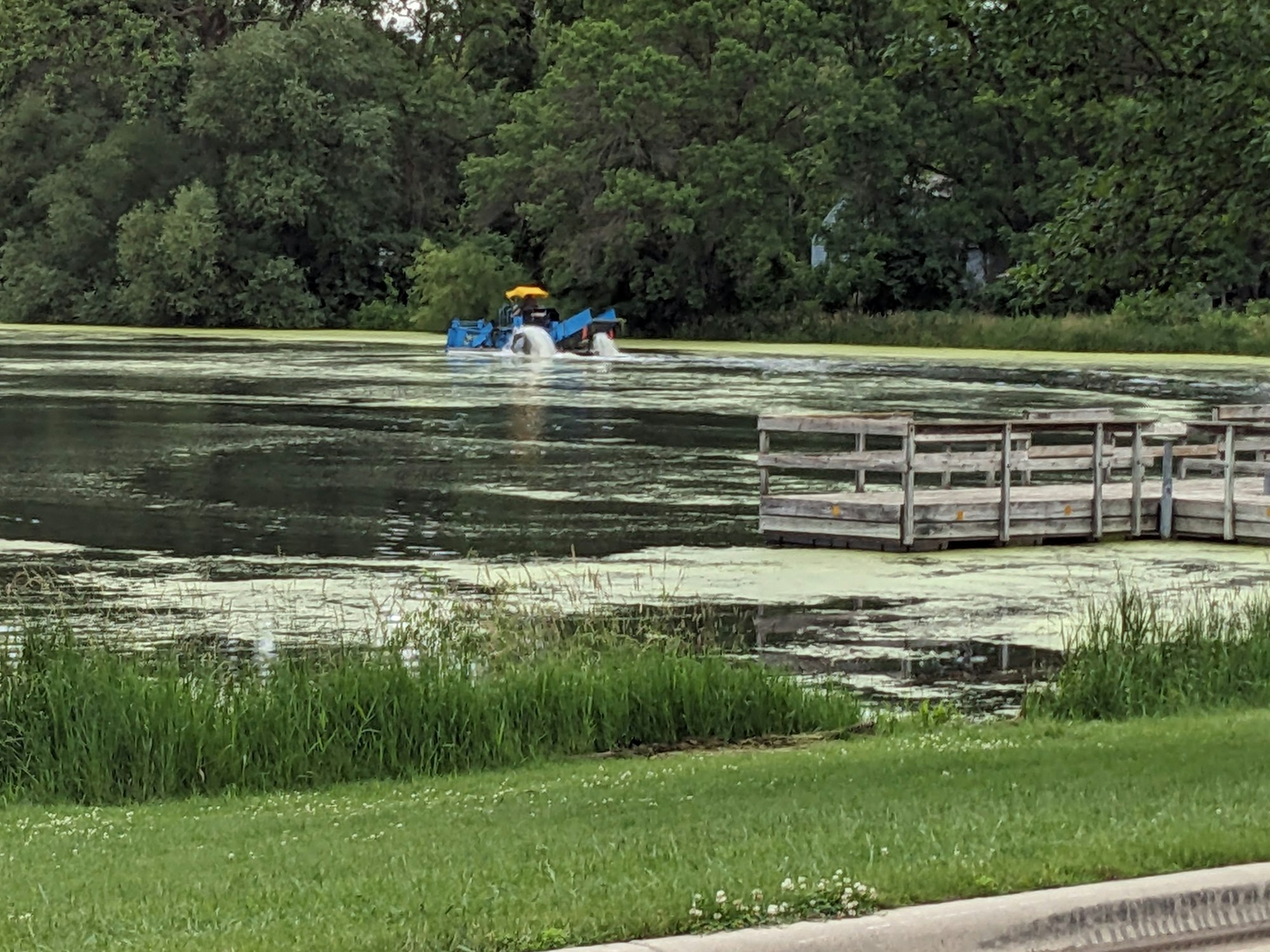 A pond covered in algae with a paddleboat and a wooden dock amidst lush greenery.