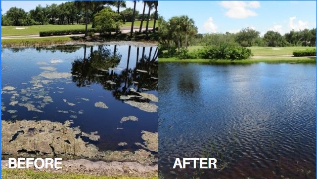 Before and after views of a pond cleanup, showing murky water with algae before and clear water after.