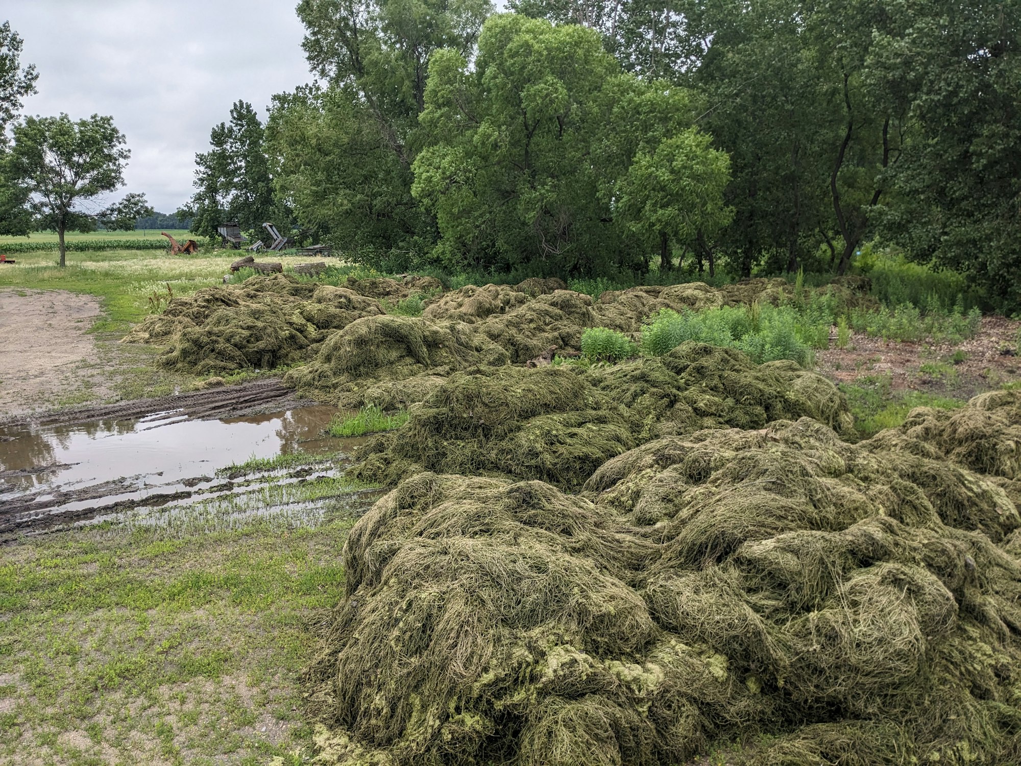 Piles of harvested curly leaf pondweed, muddy water puddle, trees, and farm equipment in the background.