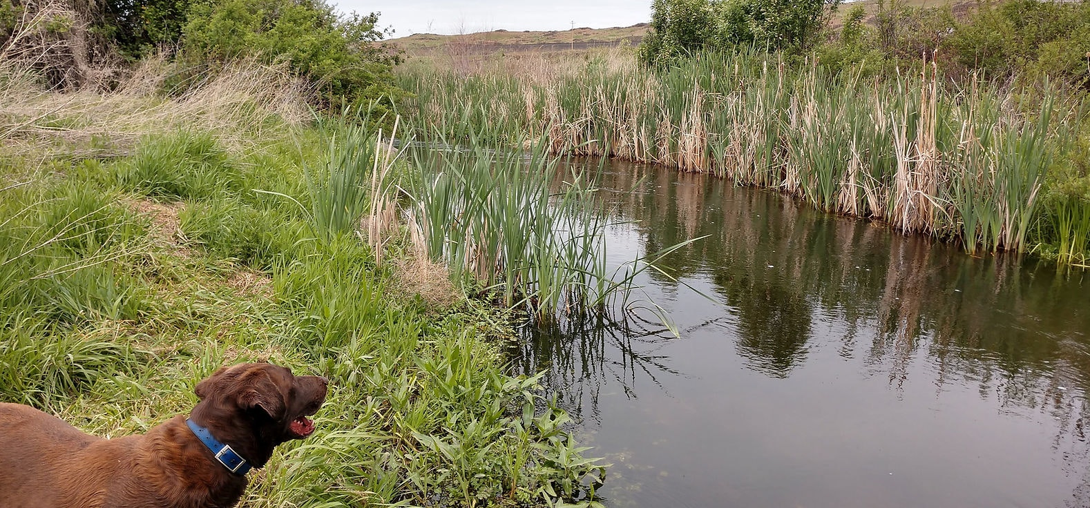 A brown dog stands by a grassy pond with tall reeds and bushes in the background.