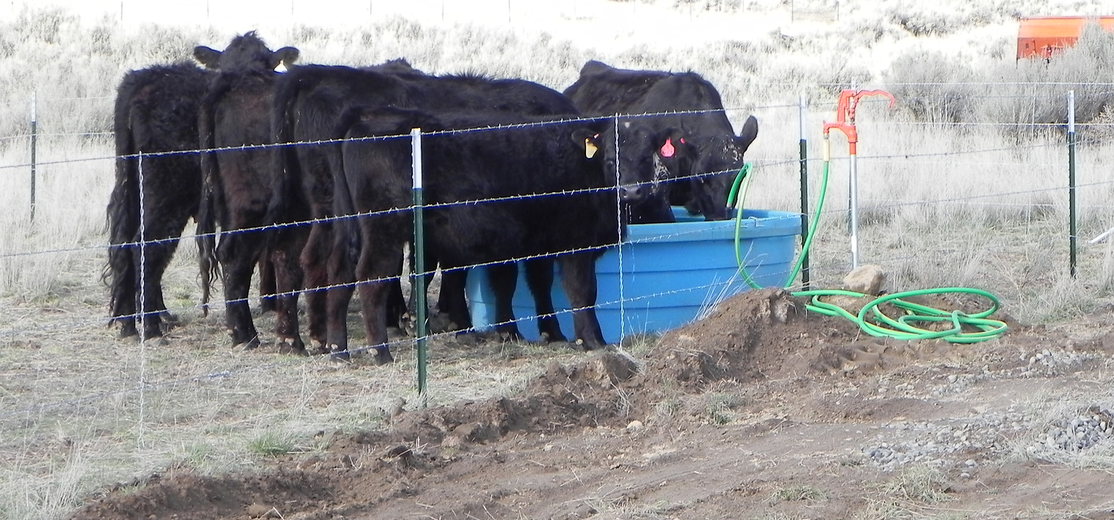 Cows drinking from a blue water trough in a fenced area with hoses nearby.