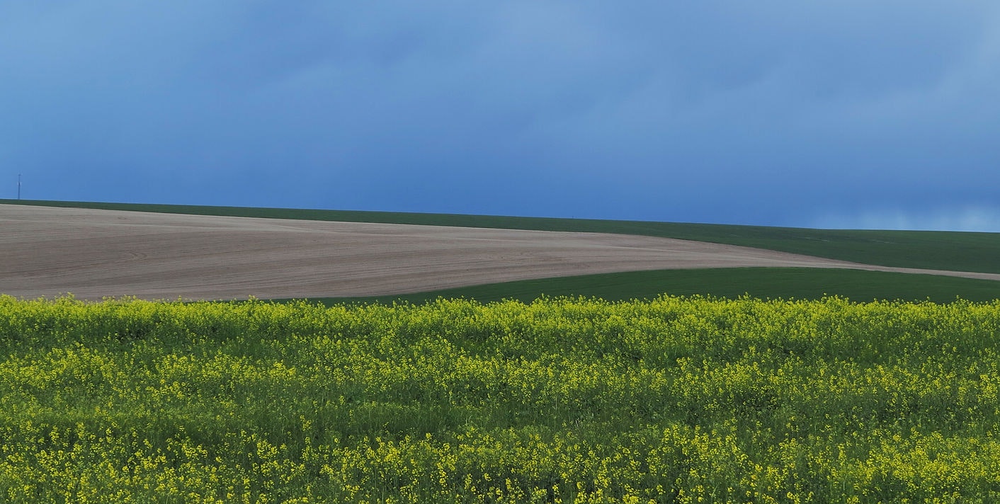 Rolling wheat and canola fields.