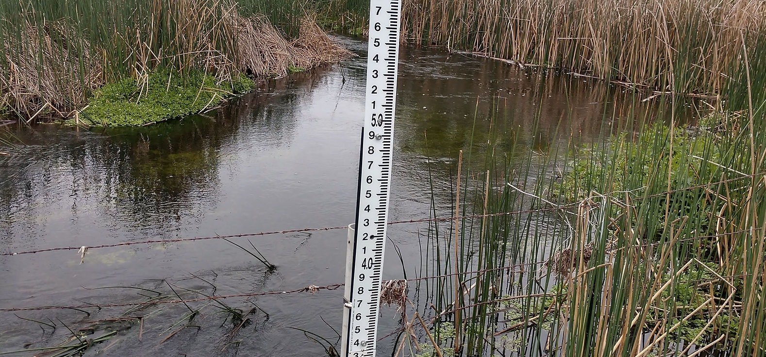 A river with tall grass and a ruler-like water level gauge.
