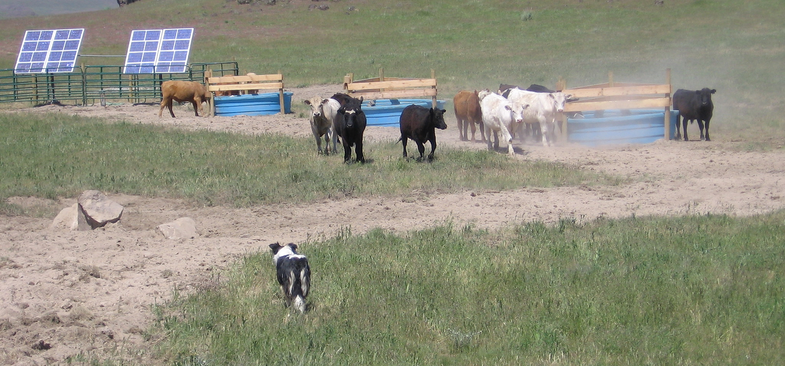 Cows and a dog in a field near solar panels and water troughs.