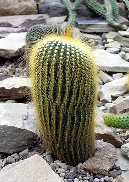 A fuzzy, cylindrical cactus surrounded by stones and small rocks.