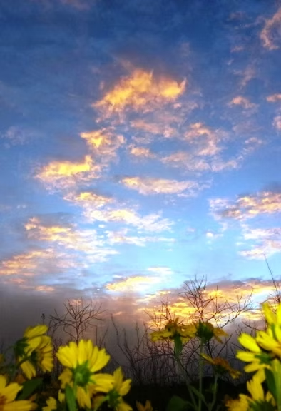 Yellow flowers in foreground with a vibrant blue sky and golden clouds above.