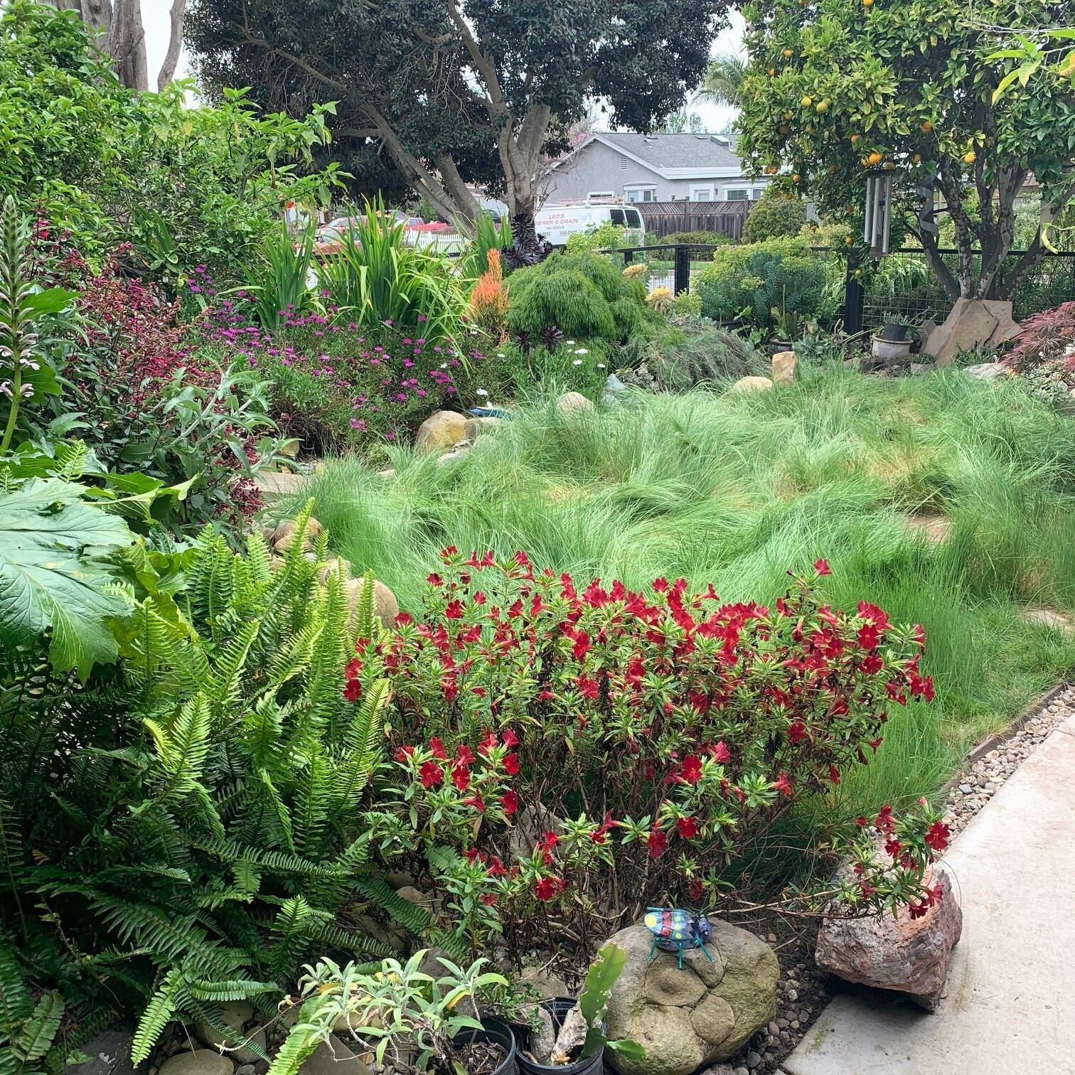Lush garden with vibrant red flowers, ferns, ornamental grasses, and trees, alongside a pathway.