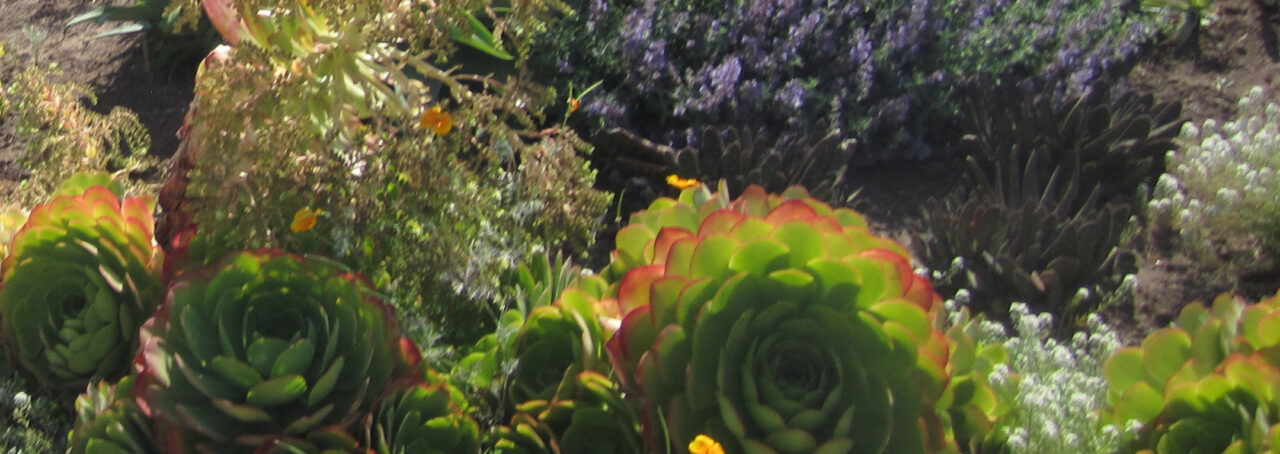 A garden with large green succulents, purple flowers, and various plants.