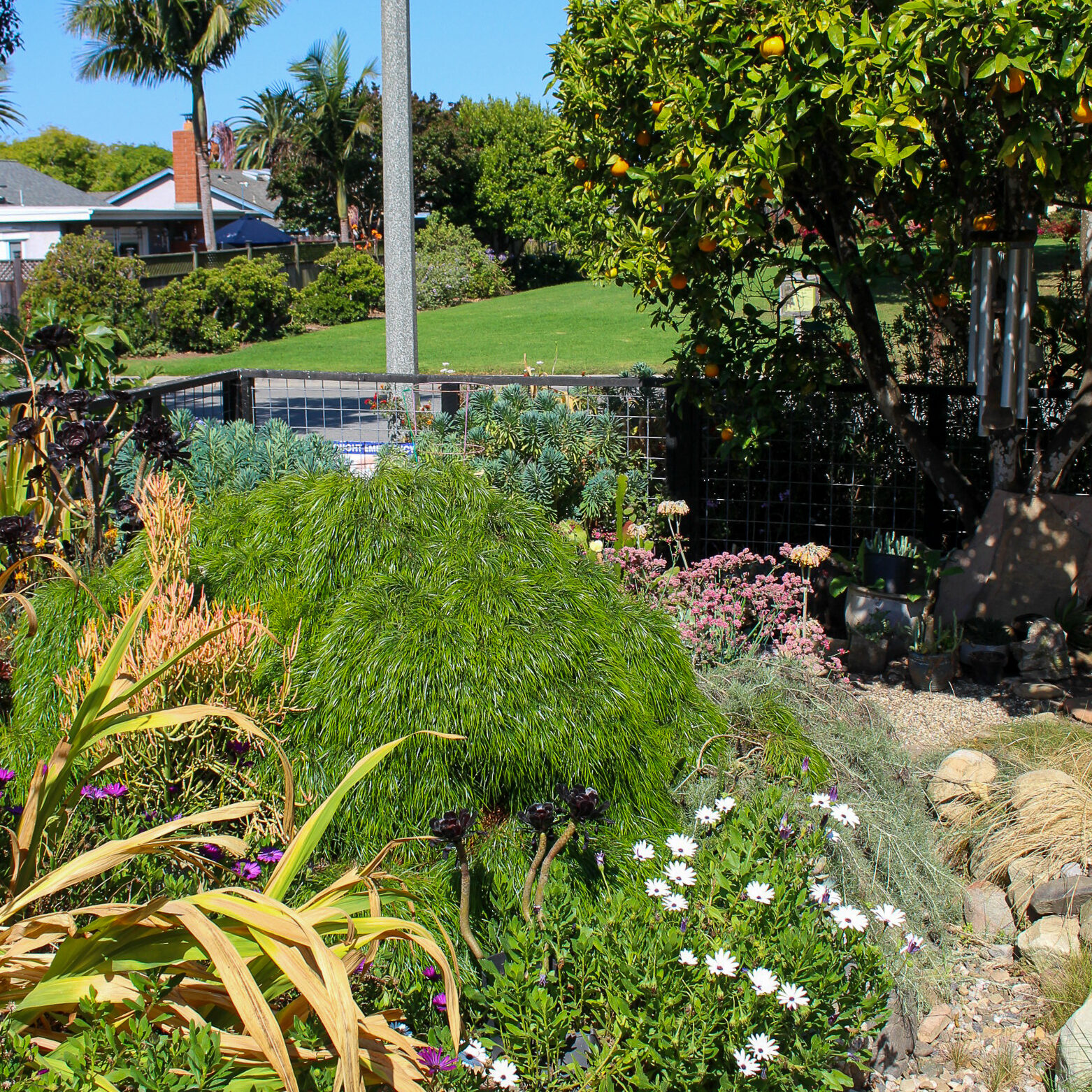 A vibrant garden with diverse plants, trees with fruit, flowers, and bushes under a clear blue sky.