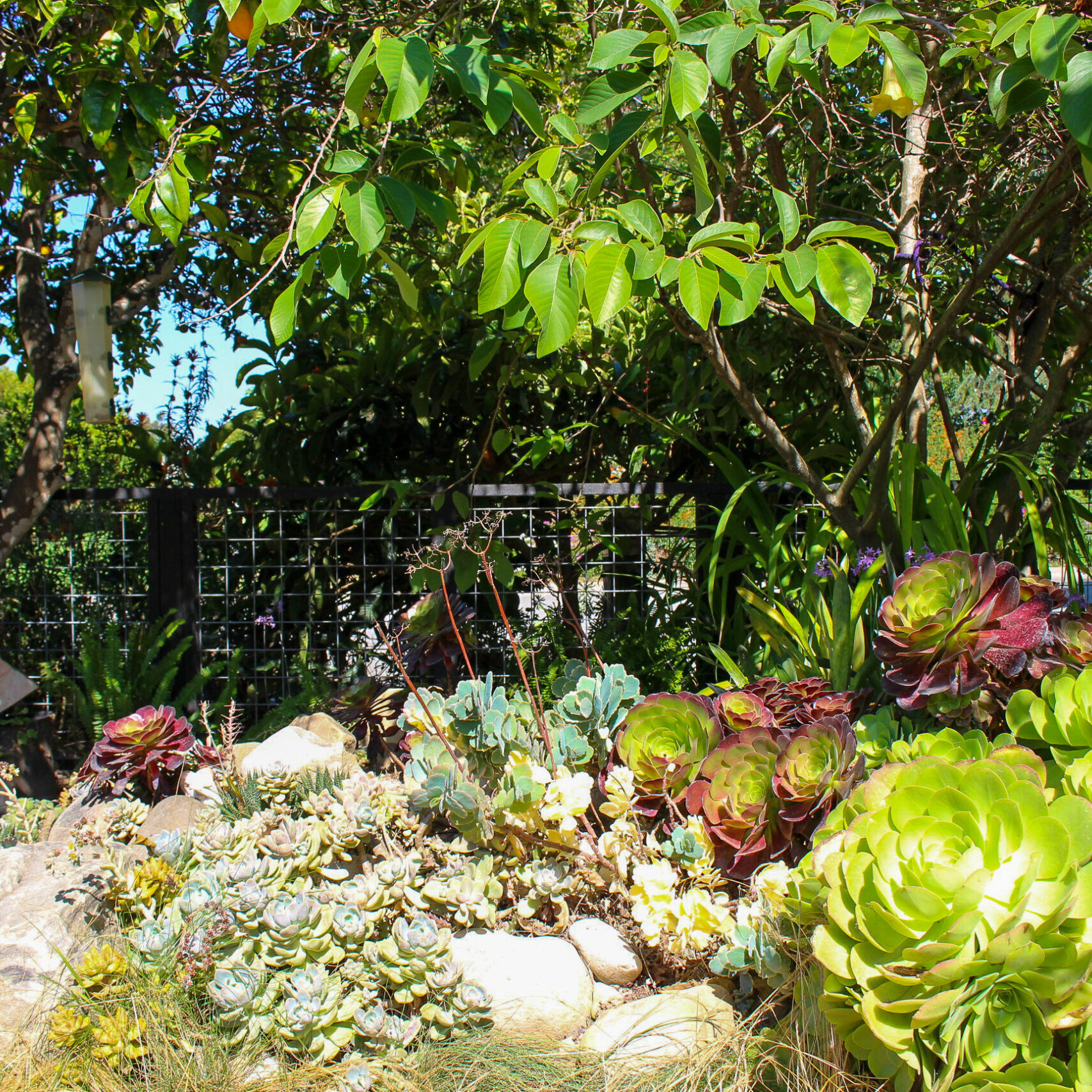 A vibrant garden with various succulents, lush green leaves, and trees under sunlight.