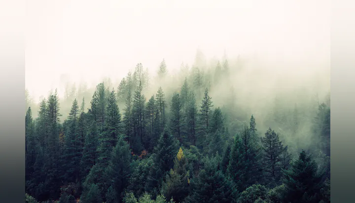 Forest, trees, and fog