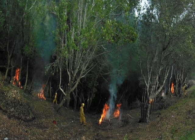 Firefighters managing a controlled burn in a forested area, with smoke and small flames visible among the trees.
