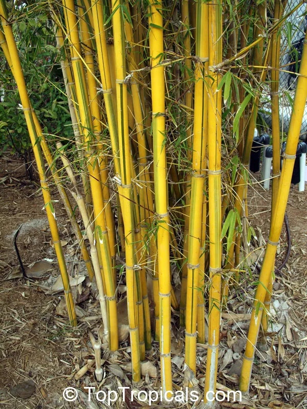 Bamboo