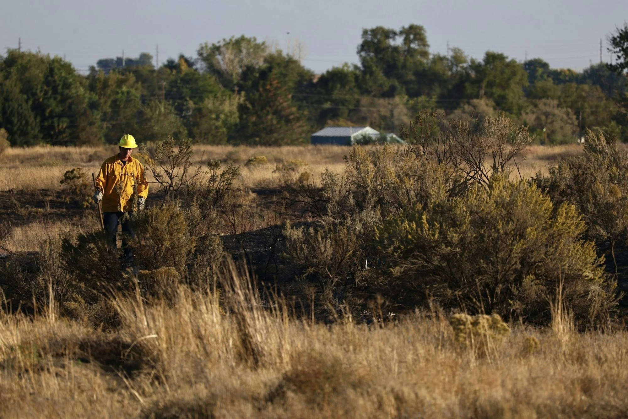 Person in a yellow jacket and helmet walking through dry grass and bushes in a rural area.