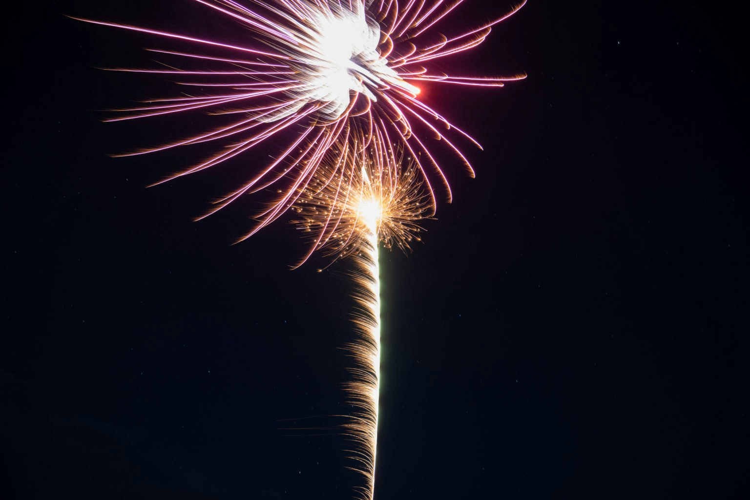 May contain: fireworks, flare, light, nature, night, outdoors, animal, and bird