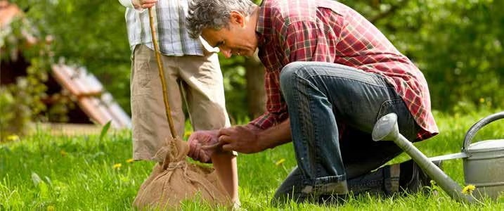 A person kneels and examines a small tree wrapped in burlap, with a watering can nearby, in a grassy area.