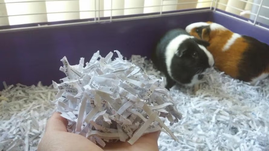 Two guinea pigs in a cage with shredded paper bedding.